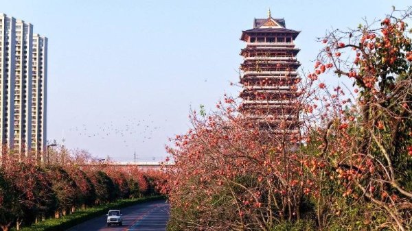 优配良品 颍上百万斤柿子留给越冬鸟已20年